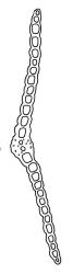 Fissidens pallidus, leaf cross-section, region of apical and dorsal laminae. Drawn from holotype, W. Colenso 391, BM.
 Image: R.C. Wagstaff © Landcare Research 2014 